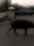 5d5a1e65.jpg
