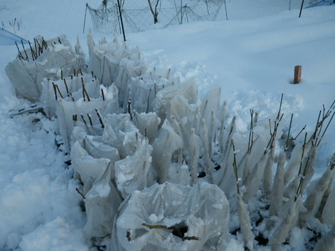 雪を除けた苗