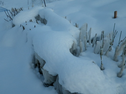 雪の被った苗