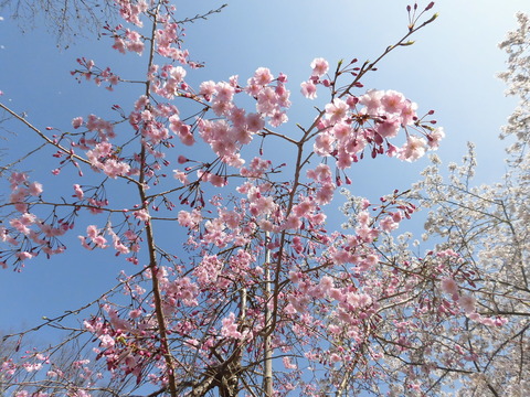 CIMG0916