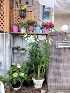 DSCF2742