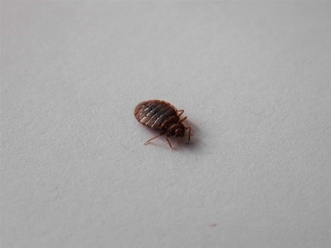 s-Pluskwa_domowa_Bed_bug_Cimex_lectularius