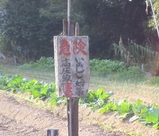ざれこさん3