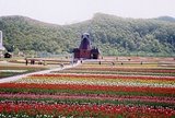チューリップ