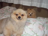ponhina02