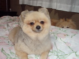 ponhina04