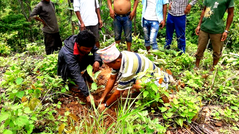 plantation1