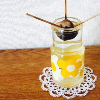 アボカド栽培
