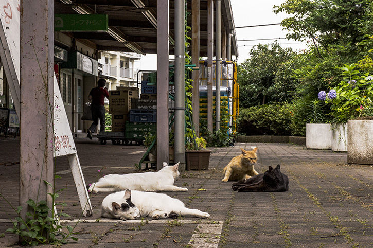 ねこ2