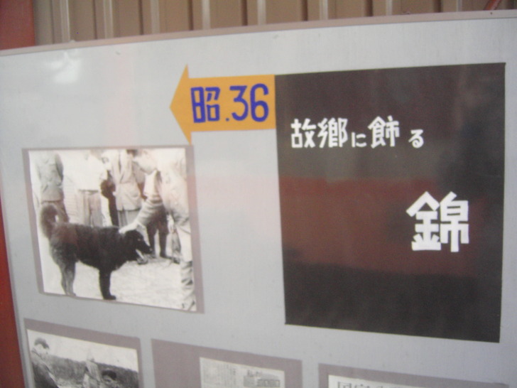 錦