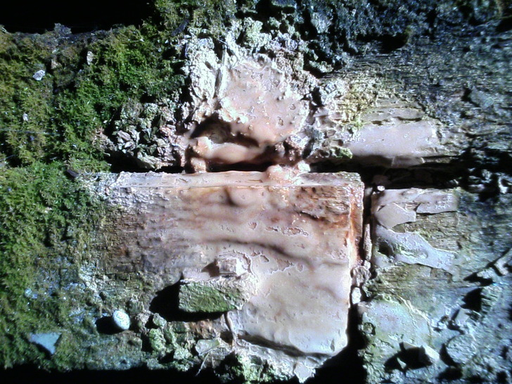 苔5