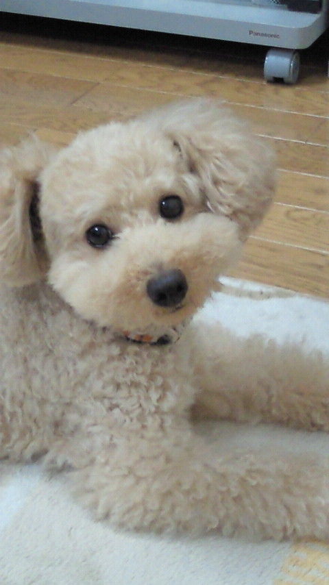 モカ