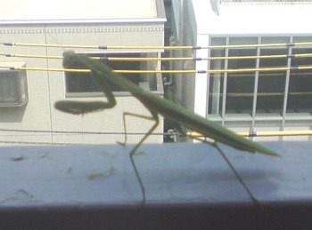 カマキリ