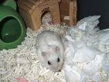 200710306