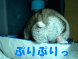 まめママさんごまちゃんのお尻