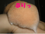 お尻フリフリフンコ