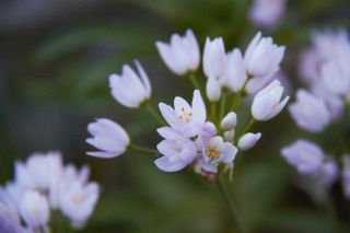 IMG_0309 (320x213)