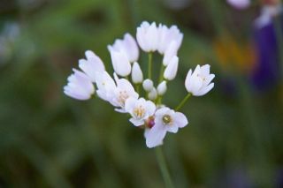 IMG_0308 (320x213)