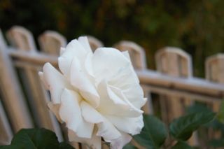 IMG_0432 (320x213)
