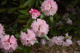 IMG_6427 (320x213)