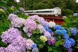 アジサイと287系