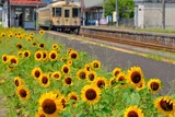 与謝野駅のヒマワリ