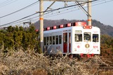 白梅と「いちご電車」