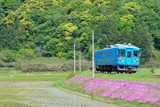 芝桜とKTR700