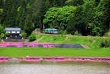 芝桜の牛ケ原_1