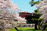 夙川の桜と阪急電車