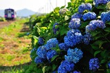 アジサイと関西線キハ