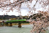 桜の宇治川を渡る103系