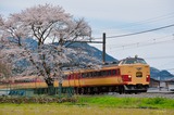 谷川の一本桜と183系
