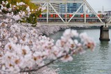 桜と323系