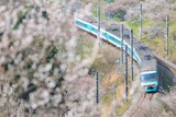 梅林と381系パノラマ編成