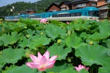 ハスの花とKTR8000