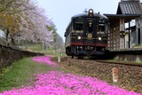 芝桜と「くろまつ」