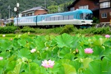 ハスの花とKTR8000