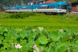 ハスの花とKTR8000