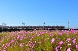 淀川のコスモスと阪急