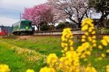 播磨横田駅の桜