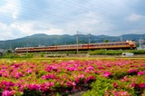 ツツジ畑と183系