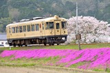 芝桜とKTR700