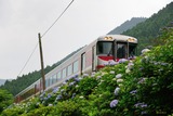 アジサイとキハ189