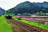 芝桜の牛ケ原_2