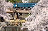 夙川の桜とEF66