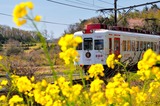 菜の花と「いちご電車」