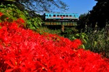 樽見鉄道と彼岸花