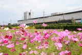コスモスと「トワ」