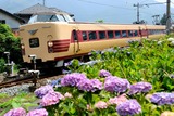 アジサイと381系_2
